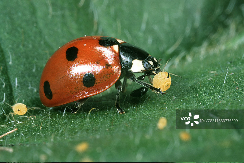 七星瓢虫吃蚜虫法国图片素材