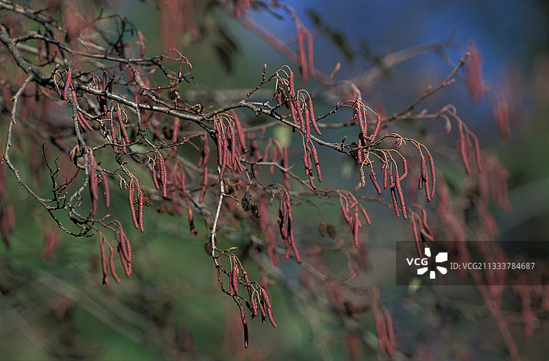 欧洲桤木的柳絮在季隆德的冬末图片素材