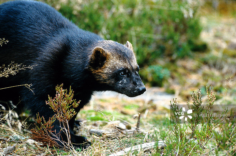 狼獾正在探索它的领地瑞典图片素材