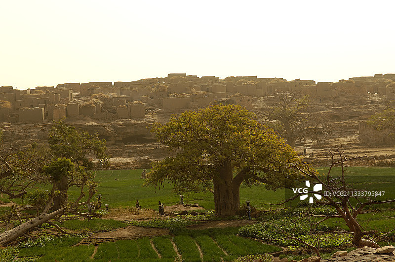 马里多贡村庄附近种植洋葱和猴面包树图片素材
