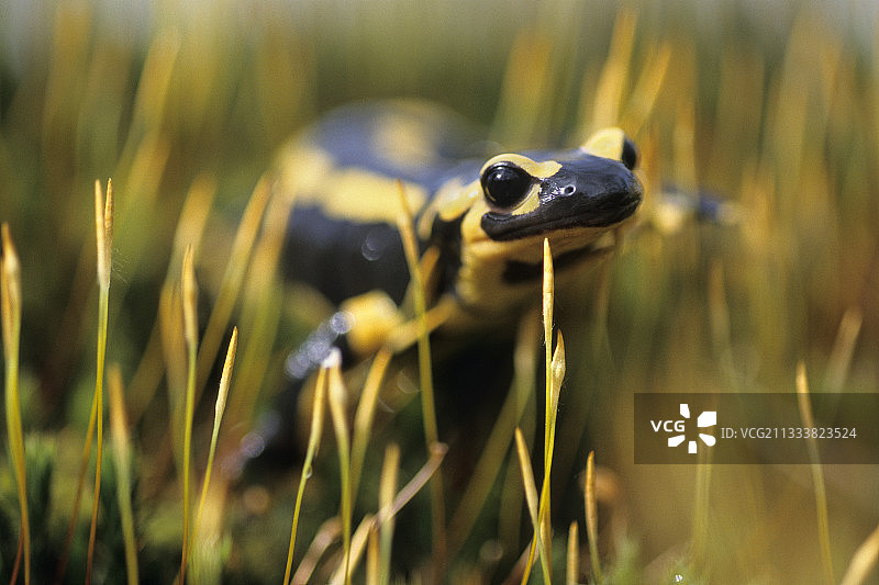 斑点蝾螈在法国的草地上图片素材