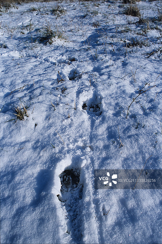 野猪在雪中爪印图片素材