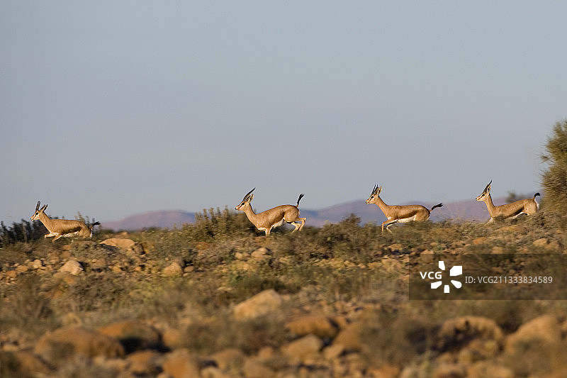 布海德玛国家公园里奔跑的羚羊图片素材