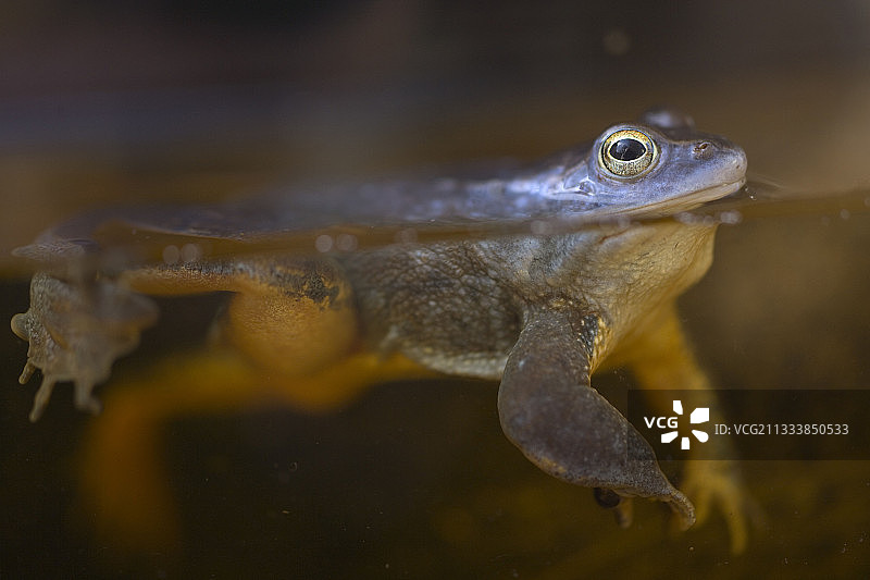 沼泽蛙游泳德国图片素材