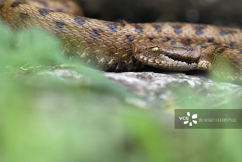Asp Viper区域自然公园Morvan法国图片素材