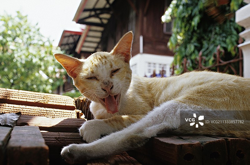 红白猫打呵欠泰国图片素材