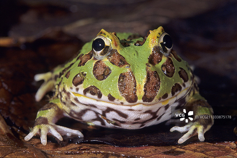 巴西华丽的角蛙肖像图片素材