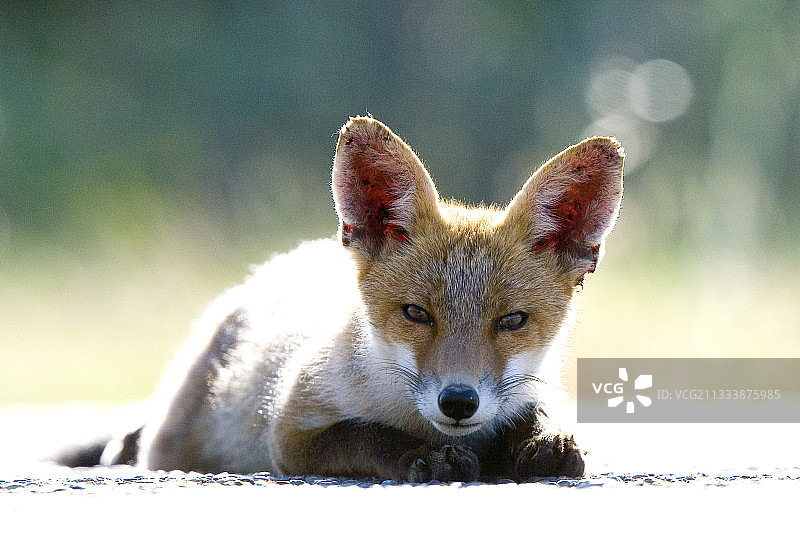 年轻的狐狸结痂寻找食物Camargue法国图片素材