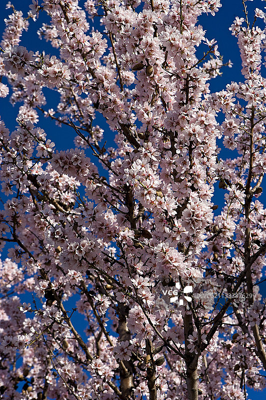 法国普罗旺斯春天盛开的杏树图片素材