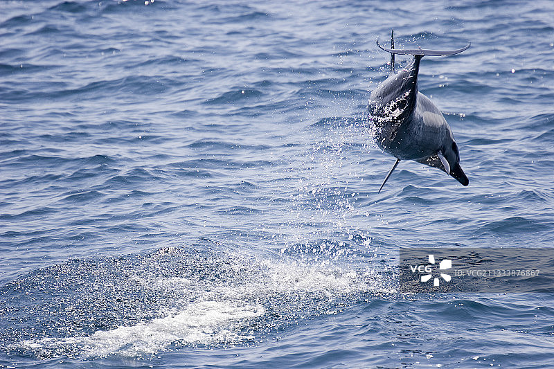 衬衫喙的鞍背海豚跳跃在加拉帕戈斯群岛的达尔文图片素材