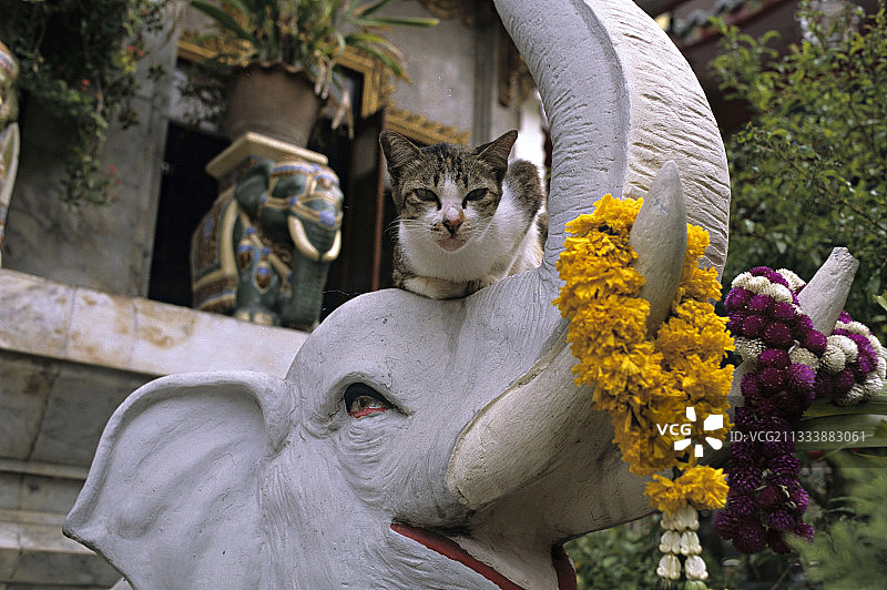 一只猫躺在泰国曼谷的大象雕像上图片素材