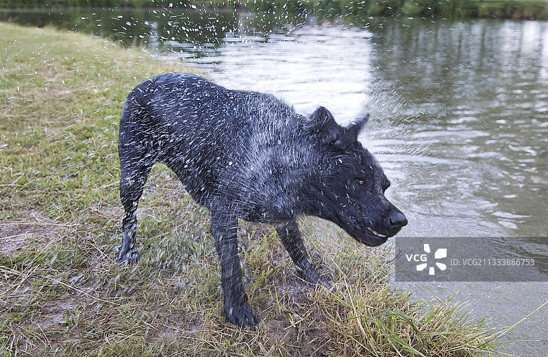 黑色拉布拉多寻回犬在法国的一个池塘附近喘息图片素材