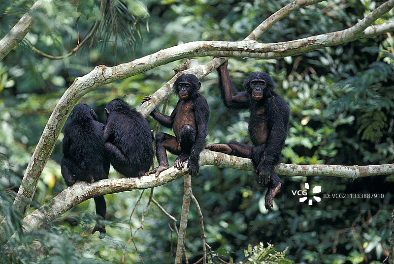 保护区:Lola Ya Bonobo图片素材