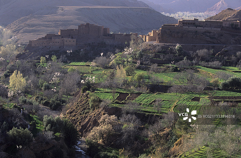 在摩洛哥高阿特拉斯戴德斯山谷的果园盛开图片素材