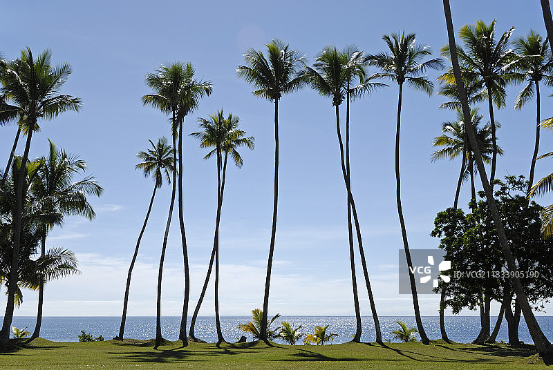 海滨椰子树新喀里多尼亚图片素材