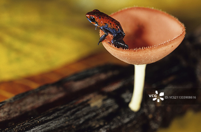 草莓毒箭蛙在猩红色杯菌尼加拉瓜图片素材