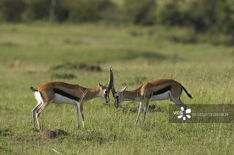 汤姆逊的瞪羚与肯尼亚马赛马拉保护区对抗图片素材
