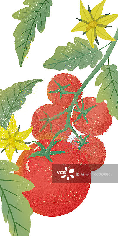 插画白底一串成熟西红柿插画设计图片素材