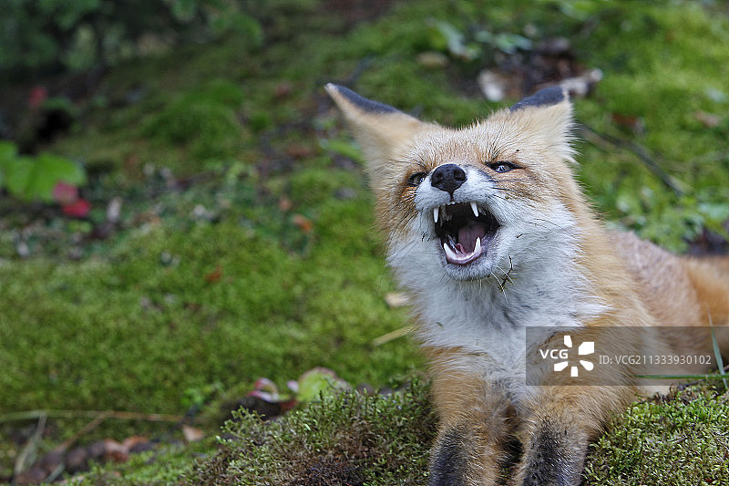 一个年轻的红狐打哈欠的肖像图片素材