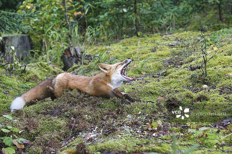 小红狐狸伸着懒腰，打着哈欠图片素材