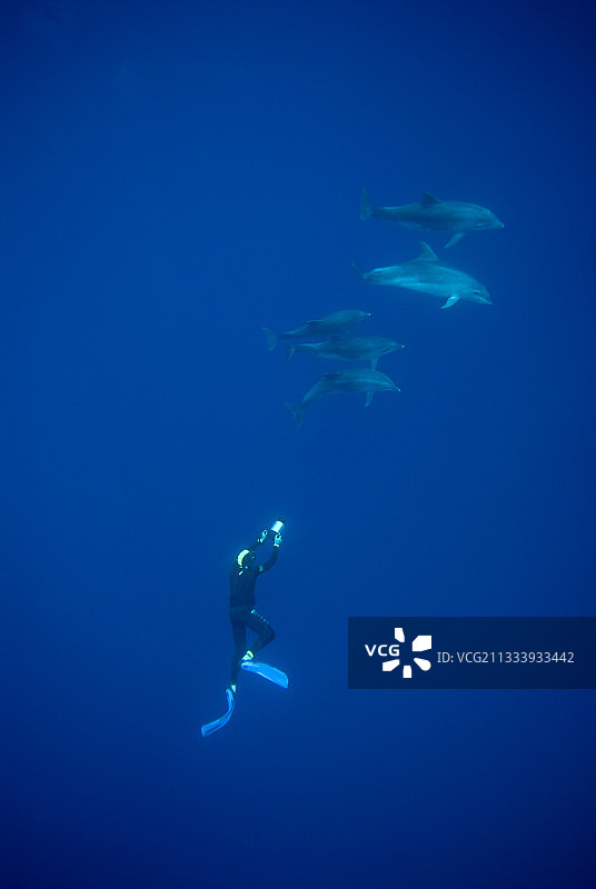 宽吻海豚和水下摄像师亚速尔群岛图片素材