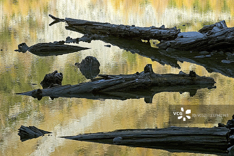 意大利伦巴第的Valmalenco湖的落叶松原木图片素材