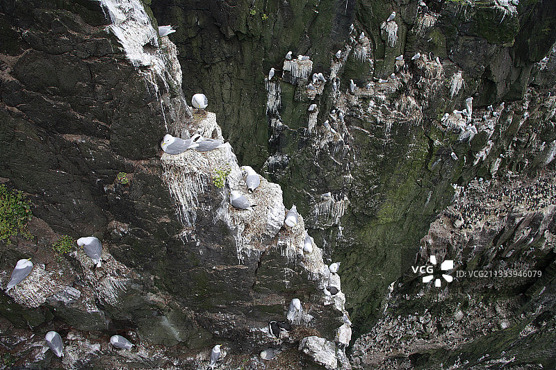海鸠在悬崖上筑巢，没有巢蛋在岩石上，总是回到大海。图片素材