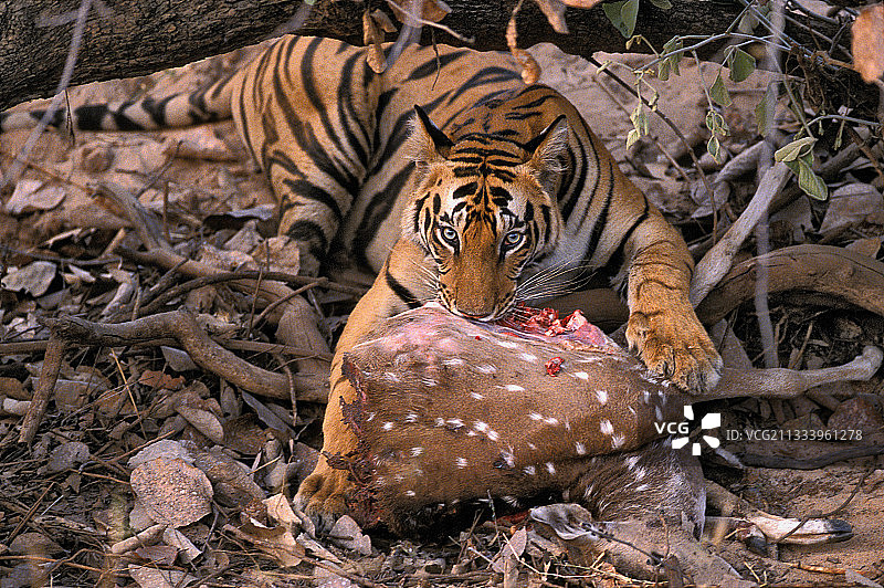孟加拉虎吃鹿印度班德哈瓦加轴心图片素材
