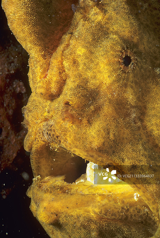 雀斑襞鱼的肖像西里伯斯海图片素材