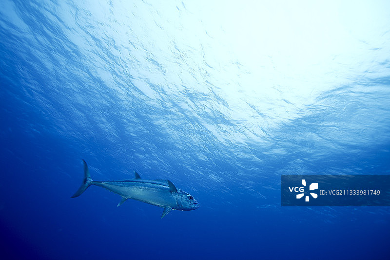 法属波利尼西亚蓝土阿莫图的狗齿金枪鱼图片素材