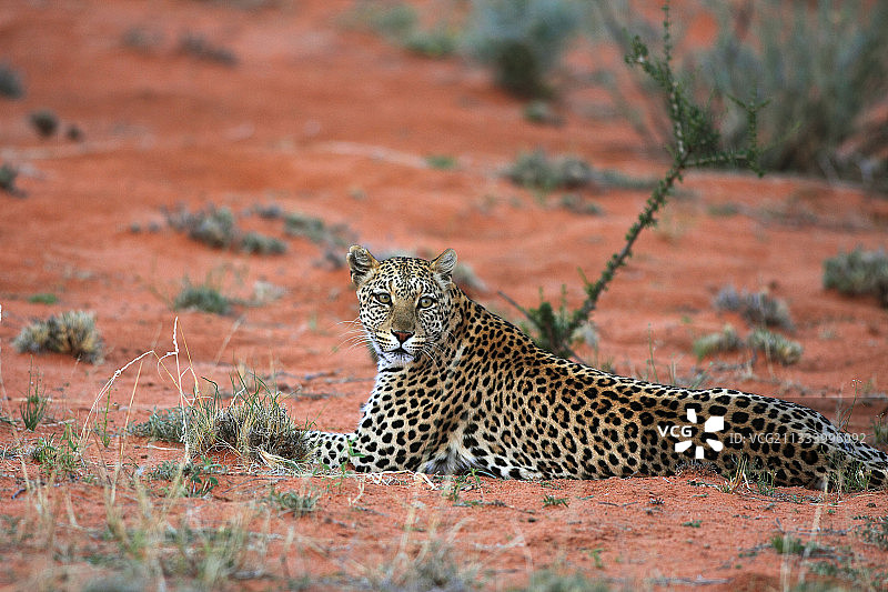豹躺在南非卡拉加迪的沙滩上图片素材