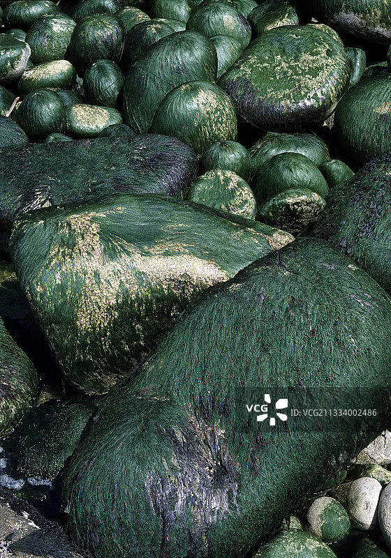 法国退潮时鹅卵石上的绿藻浒形类图片素材