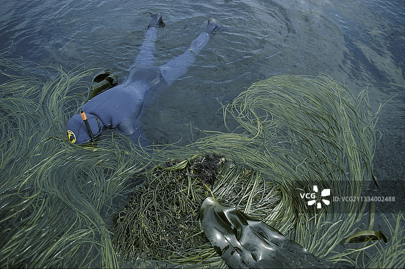 法国海带和希曼塔莱斯上空的潜水员图片素材