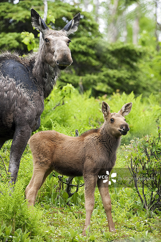小母牛驼鹿和2周加拿大加斯普NP图片素材