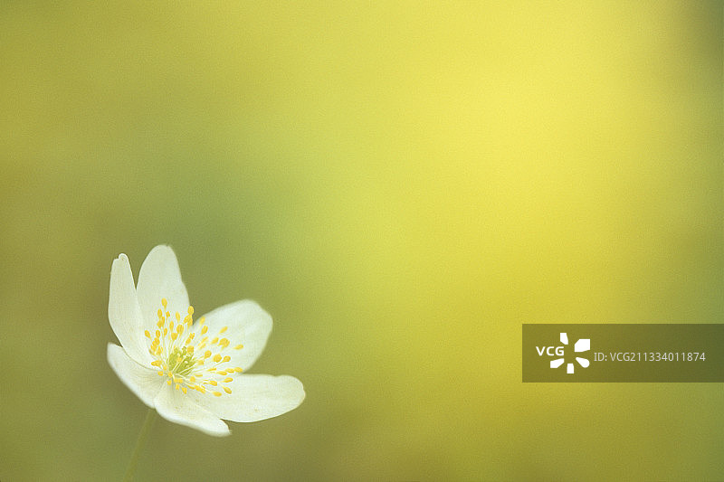 花木银莲花在法国的灌木丛图片素材