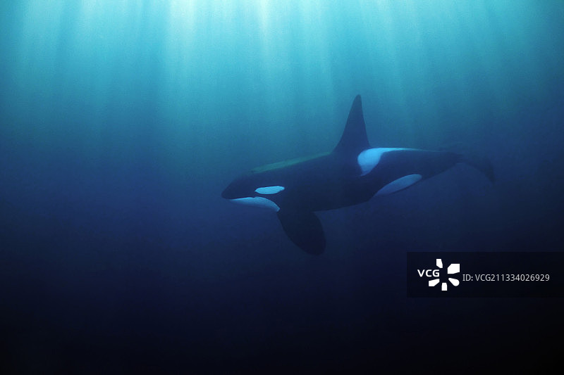 虎鲸在挪威的阳光中游泳图片素材