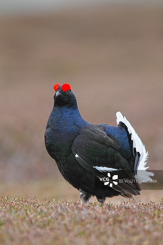 苏格兰春天，雄性黑松鸡在列克上展示图片素材