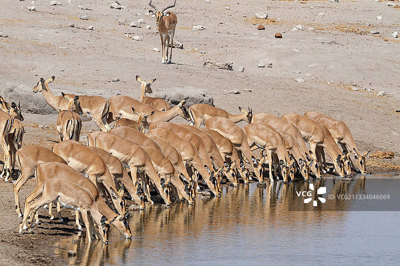 纳米比亚Etosha NP的一个水坑里的黑脸黑斑羚图片素材