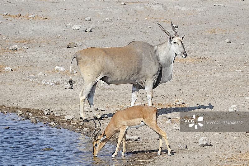 海角兰和黑斑羚在纳米比亚的水域图片素材