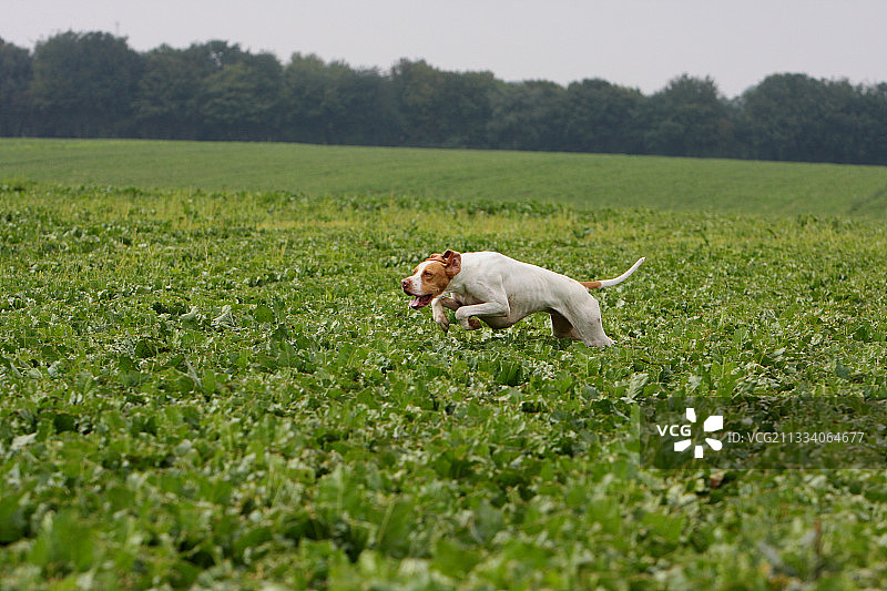 圣日尔曼犬在法国的甜菜地里奔跑图片素材