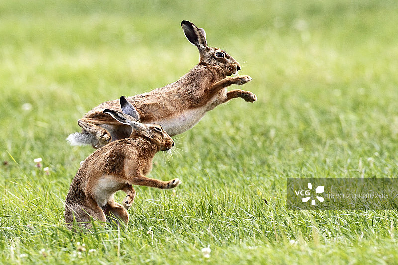 一对棕色野兔在春天打拳击图片素材