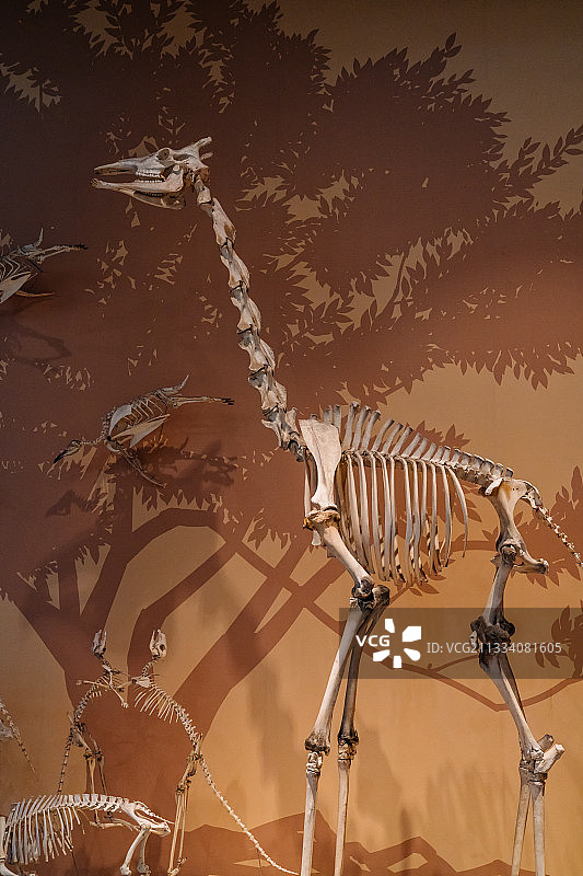 上海自然博物馆恐龙骨架模型图片素材
