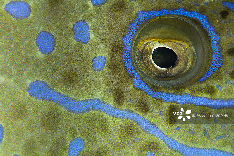 波利尼西亚塔希提岛潦草地马面鱼的眼睛图片素材