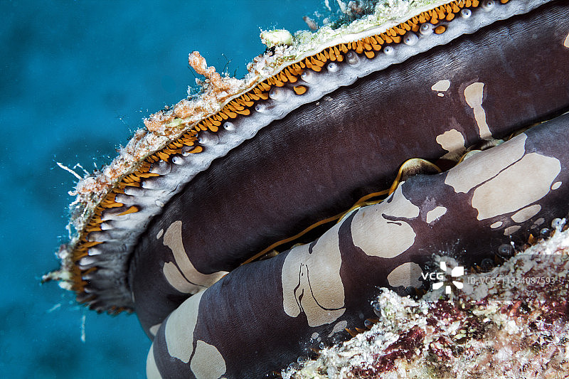 法属波利尼西亚Makemo暗礁上的多刺牡蛎图片素材