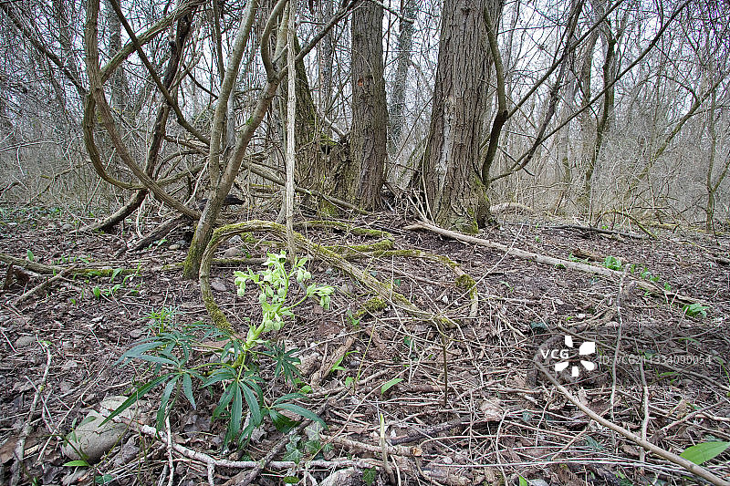 熊掌在法国上莱茵的森林里图片素材