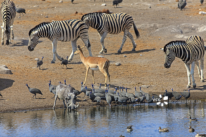 斑马和黑斑羚在Etosha水坑图片素材