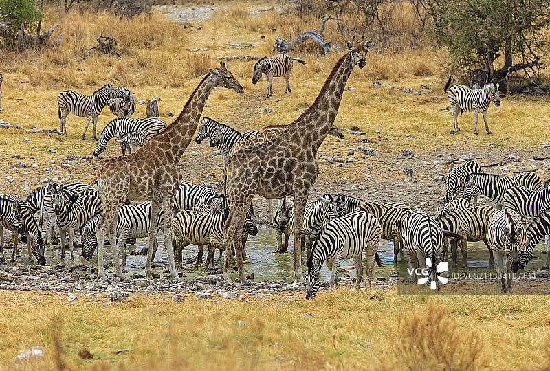 纳米比亚Etosha水坑里的长颈鹿和斑马图片素材