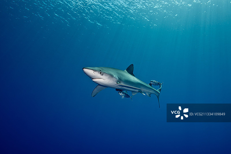 北大西洋亚速尔群岛海面下的蓝鲨图片素材