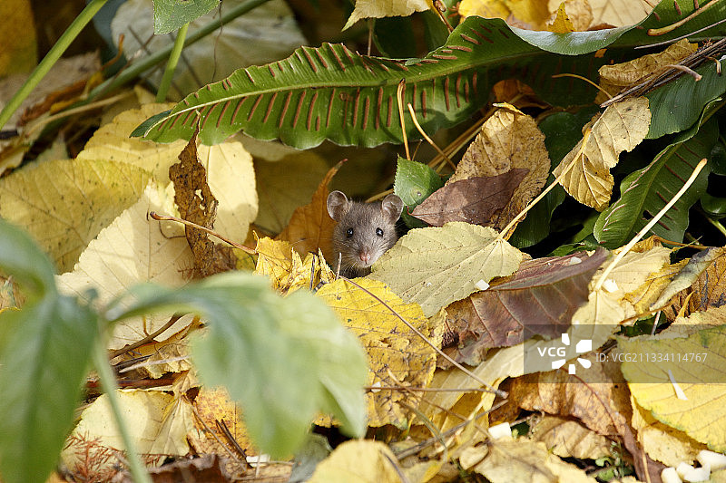 斑纹田鼠在枯叶法国巴黎花卉公园图片素材