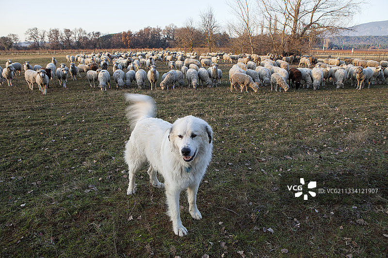 比利牛斯山牧羊犬饲养法国普罗旺斯图片素材